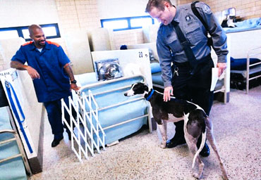 Inmate handlers and greyhounds interacting
