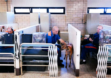 Inmate handlers and greyhounds interacting.