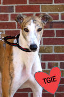 Photo Kiowa a White and Fawn colored Greyhound