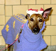 Greyhound in a inmate knitted hat and coat.